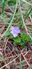 Ruellia hypericoides