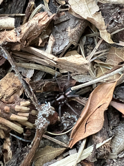 Herpyllus propinquus