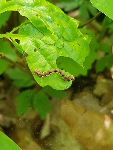 Erannis defoliaria