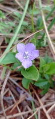 Ruellia hypericoides