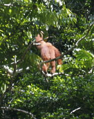 Pongo abelii
