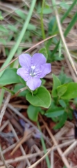 Ruellia hypericoides