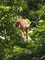 Pongo abelii