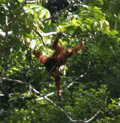 Pongo abelii