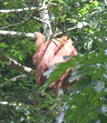 Pongo abelii