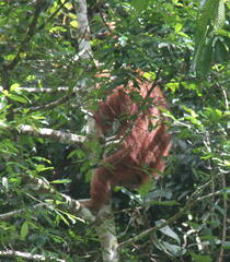 Pongo abelii