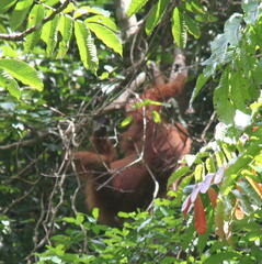 Pongo abelii