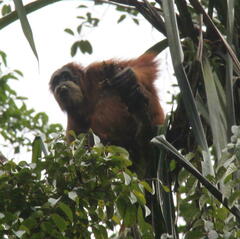 Pongo abelii