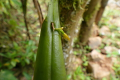 Acianthera