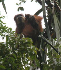 Pongo abelii