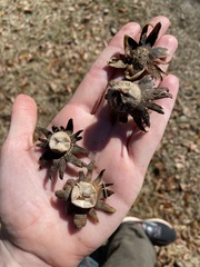 Astraeus hygrometricus