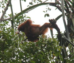 Pongo abelii