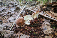 Rhodocollybia prolixa