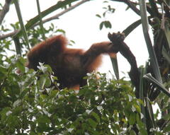 Pongo abelii