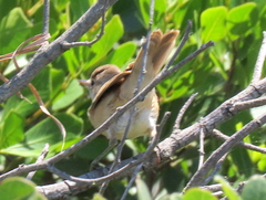 Acrocephalus scirpaceus baeticatus