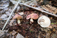Rhodocollybia prolixa