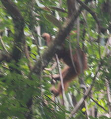 Pongo abelii