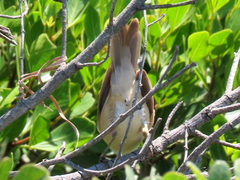 Acrocephalus scirpaceus baeticatus