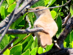 Acrocephalus scirpaceus baeticatus