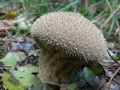 Lycoperdon perlatum