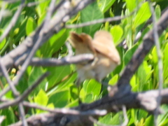Acrocephalus scirpaceus baeticatus