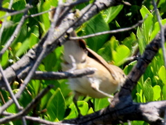 Acrocephalus scirpaceus baeticatus