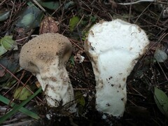 Lycoperdon perlatum