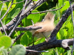 Acrocephalus scirpaceus baeticatus