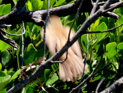 Acrocephalus scirpaceus baeticatus
