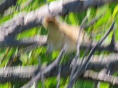 Acrocephalus scirpaceus baeticatus