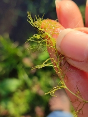 Utricularia australis