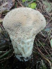 Lycoperdon perlatum