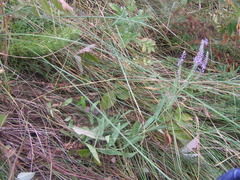 Veronica spuria