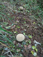 Lycoperdon perlatum