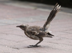 Mimus longicaudatus