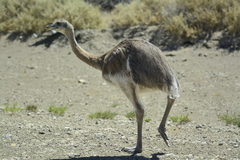 Rhea pennata