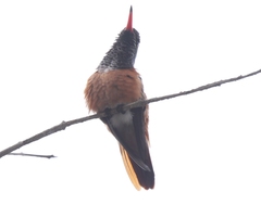 Amazilis amazilia