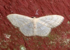 Scopula limboundata