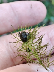 Utricularia australis