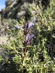Salvia eremostachya