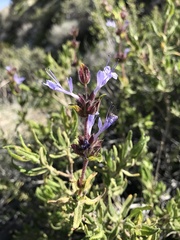 Salvia eremostachya
