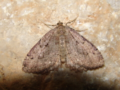 Triphosa