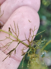 Utricularia australis