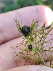 Utricularia australis