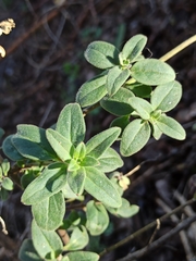 Antirrhinum graniticum