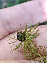 Utricularia australis