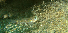 Coryphopterus tortugae