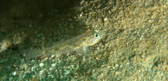 Coryphopterus tortugae