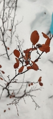 Betula glandulosa