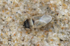 Geocoris chloroticus